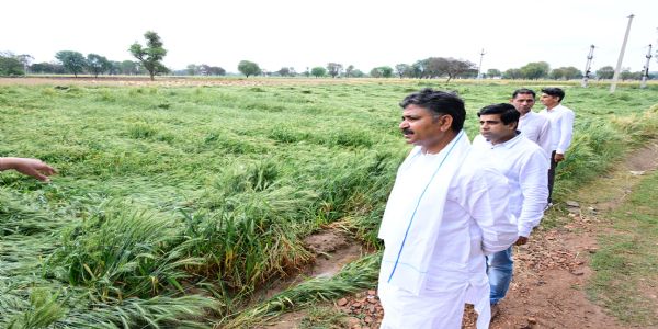बेमौसम बारिश से किसानों की फसल तबाह, नेता प्रतिपक्ष जूली ने अलवर के प्रभावित गांवों का किया दौरा