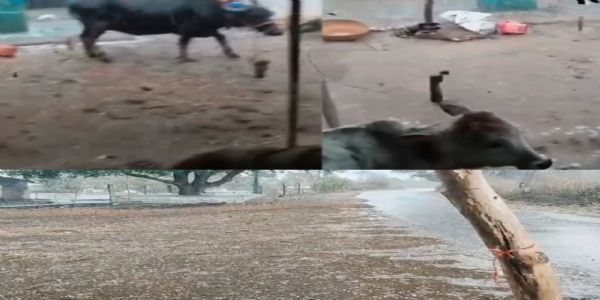 सागरः आंधी और ओलावृष्टि से फसलों को भारी नुकसान, किसानों के माथे पर चिंता की लकीरें