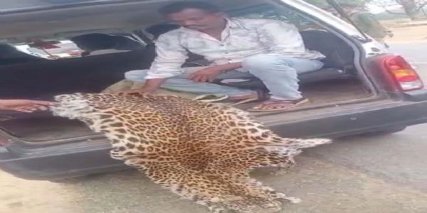 वन्य प्राणी तेंदुए की खाल के साथ सात आरोपित गिरफ्तार