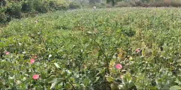 तमनार के आमाघाट में ‘नशे की खेती’ का भंडाफोड़ सब्जियों की आड़ में उगाई जा रही थी अफीम