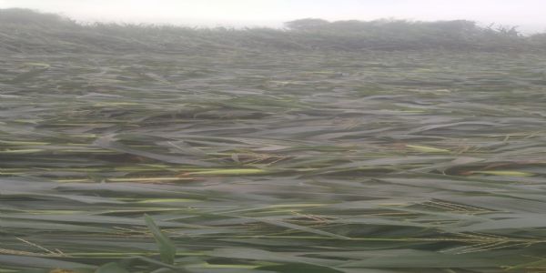 आंधी-बारिश व ओलावृष्टि से फसल क्षति की डीएओ ने दिए जांच के निर्देश