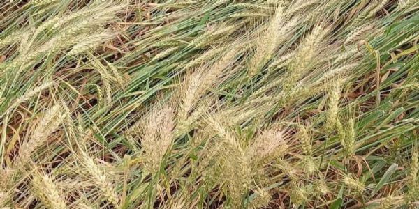 लगातार बारिश और तेज तूफान से किसानों की कमर टूटी, गेहूं-मक्का की फसल को भारी नुकसान