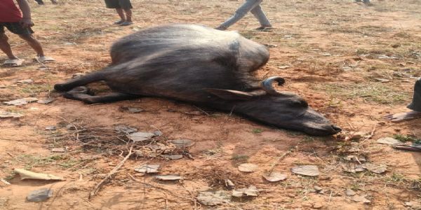 सीवान में रहस्यमय मौत : एक साथ 10 भैंसों के ढेर होने से हड़कंप, जांच शुरू