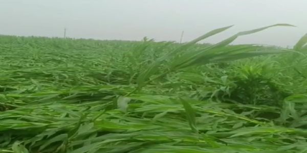 दियारा क्षेत्र में फसलों की तबाही, किसानों को मुआवजे आस