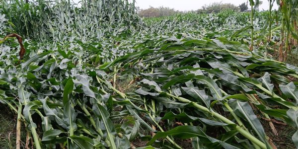 अचानक आए तूफान ने मचाई तबाही: राघोपुर में 4 हजार एकड़ से अधिक मकई फसल बर्बाद