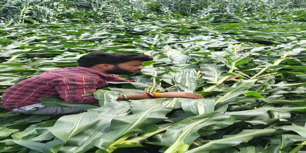 सुपौल में बेमौसम बारिश और ओलावृष्टि से फसलें तबाह, किसानों ने बढ़े मुआवजे की मांग उठाई