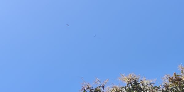 उत्तराखंड के पर्वतीय जिलों में बारिश-बर्फबारी के आसार