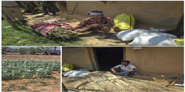 रायगढ़ : लैलूंगा पुलिस की बड़ी कार्रवाई: अवैध अफीम की खेती का भंडाफोड़, दाे आरोपित गिरफ्तार