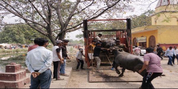 आवारा पशुओं पर सख्ती जारी, शहर को व्यवस्थित बनाने के लिए अभियान तेज : नगर आयुक्त
