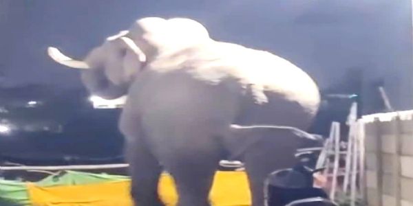 जगजीतपुर में हाथी ने मचाया उत्पात, तोड़ी तारबाड़, लोगों में दहशत