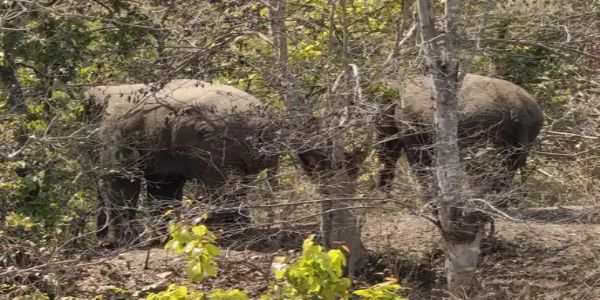 अनूपपुर से शहडोल पहुंचे हाथियों का दल: बुढार के जंगलों में डेरा, वन विभाग अलर्ट