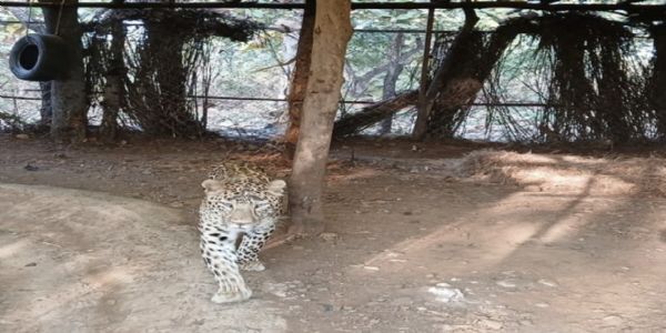 देवास में उम्मीद की कहानी: जानलेवा बीमारी को हराकर फिर जंगल लौटा तेंदुआ