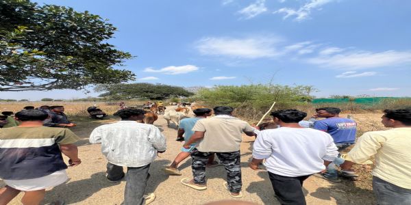 तस्करी के लिए भेजे जा रहे 20 गाैवंश बरामद