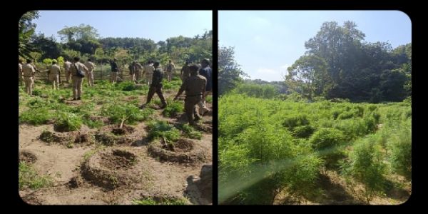 चुनाव से पहले सामागुड़ी में गांजा के खिलाफ अभियान, एक तस्कर गिरफ्तार