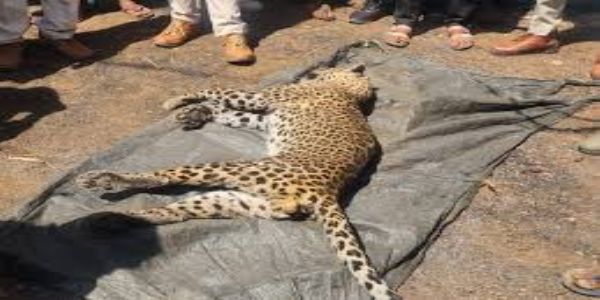 बड़वानी:  तेंदुए ने बकरी चरा रहे बच्चों पर किया हमला, बचाने दौड़े ग्रामीण, संघर्ष में 5 घायल, तेंदुए की मौत