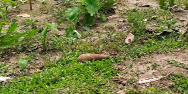 मेखलीगंज में स्कूल के पास मिला मोर्टार शेल