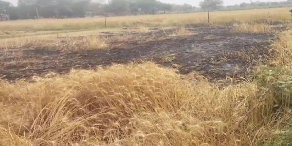 एचटी लाइन का तार टूटा,चिंगारी से कई बीघा गेहूं की फसल जल कर खाक