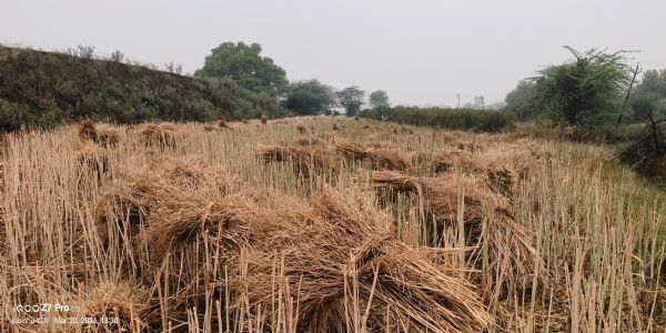 हवाओं के साथ हुई बारिश और ओलावृष्टि से किसानों की बढ़ी धडकनें