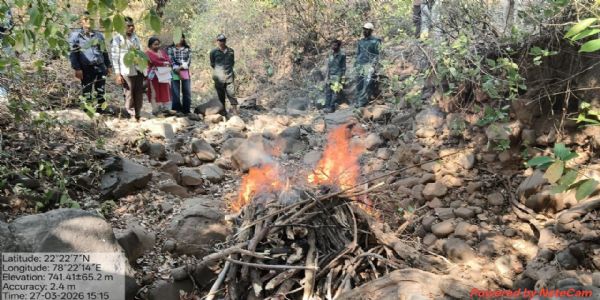 छिंदवाड़ाः सतपुड़ा टाइगर रिजर्व में बाघ का शिकार, जहरीले मांस से हुई मौत