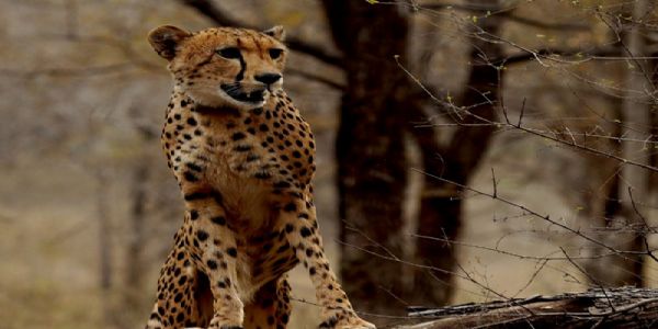 मप्र की भूमि पर जन्मी पहली भारतीय चीता ‘मुखी’ मप्र की भूमि पर जन्मी पहली भारतीय चीता ‘मुखी’