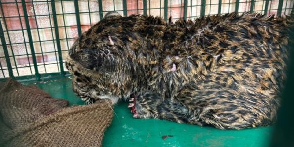 नाहन में तेंदुए के पंजे काटने के मामले में दो गिरफ्तार