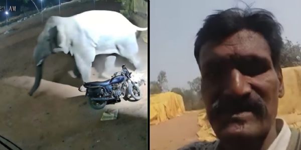 कोरबा में हाथी के हमले से धान खरीद केंद्र के फड़ प्रभारी की मौत, धान उठाव में देरी पर उठे गंभीर सवाल