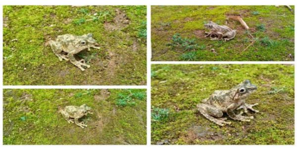 Images of the Yang’s Frill-limbed Tree Frog Recorded in Meghalaya for the First Time.