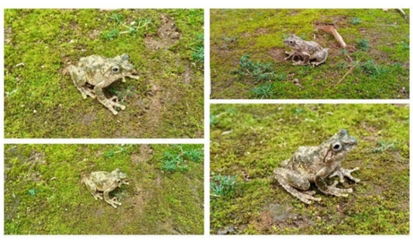 Images of the Yang’s Frill-limbed Tree Frog Recorded in Meghalaya for the First Time.