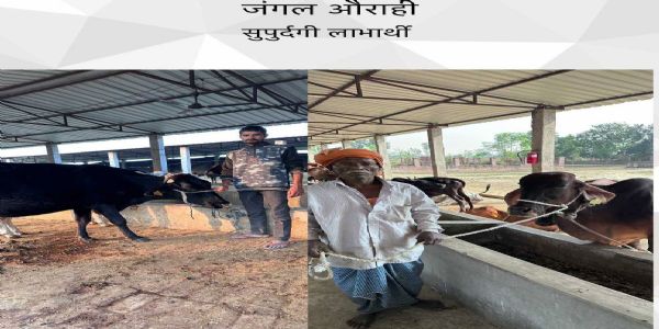 गो संरक्षण के संकल्प को सिद्ध कर रही योगी सरकार