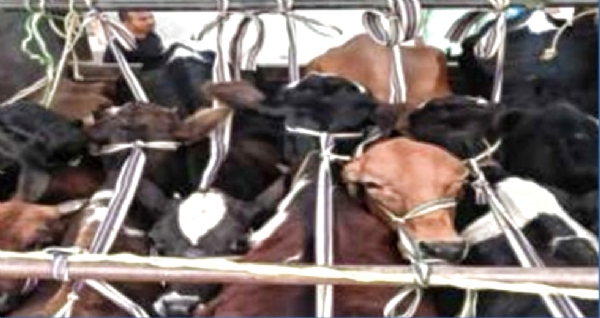 बरामद पशु