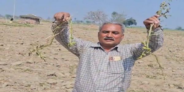 उद्यान विभाग से खरीदे आलू के बीज से फसल को नुकसान, जांच के लिए टीम गठित