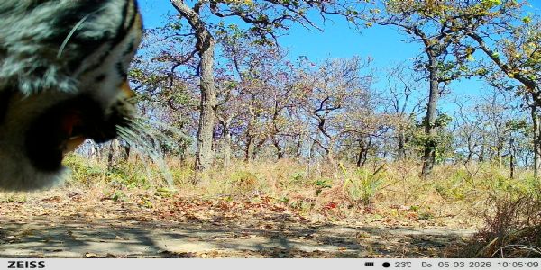 उदंती-सीतानदी टाइगर रिजर्व में नए बाघ की दस्तक, कैमरे में कैद हुई तस्वीर