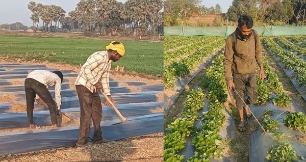 एडवाइजरी जारी : सही सिंचाई और छिड़काव अपनाकर किसान बचा सकते हैं नकारात्मक प्रभाव एडवाइजरी जारी : सही सिंचाई और छिड़काव अपनाकर किसान बचा सकते हैं नकारात्मक प्रभाव