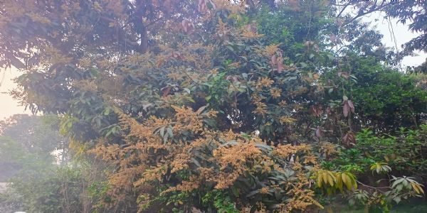 इस साल आम का उत्पादन अच्छी होने की संभावना : रमन चंद्र