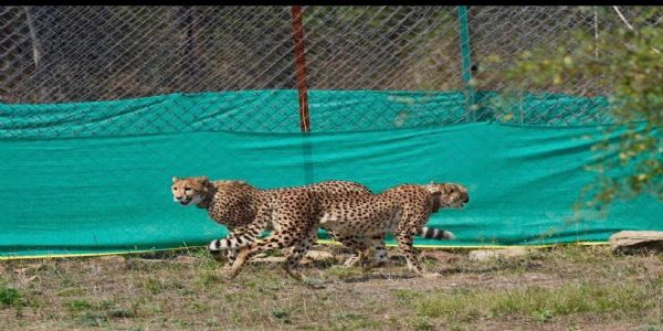 बोत्सवाना से लाए गए चीते