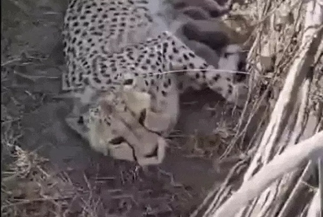 कूनो में अपने शावकों को साथ मादा चीता ज्वाला