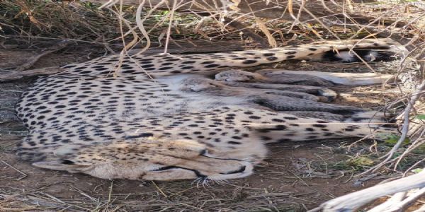 जन्में गये पांच नन्हें शावकों के साथ चीता ज्वाला।