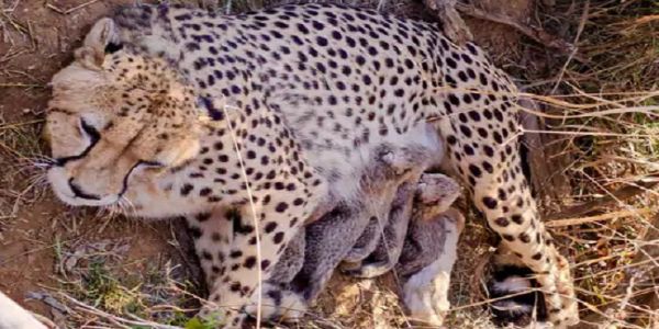 कूनो में अपने शावकों को साथ मादा चीता ज्वाला