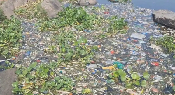 सुवर्णरेखा नदी में मरी सैकड़ों मछलीयां