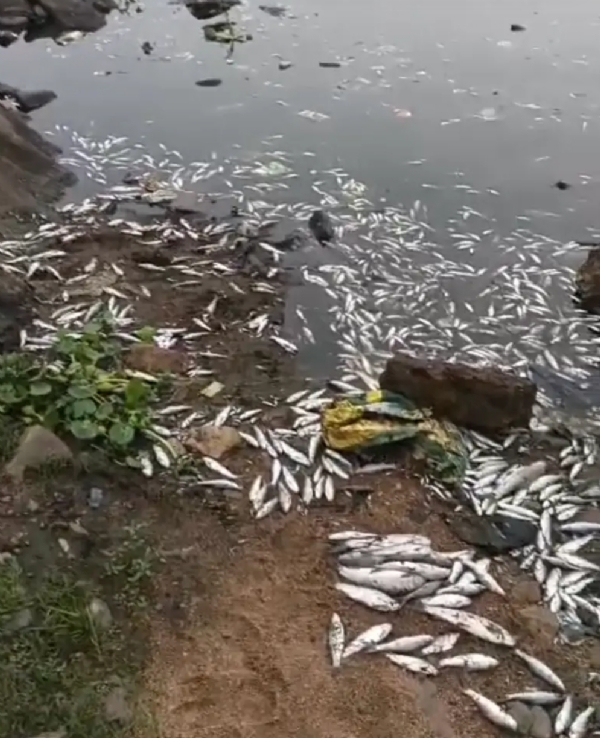 सुवर्णरेखा नदी में मरी सैकड़ों मछलीयां