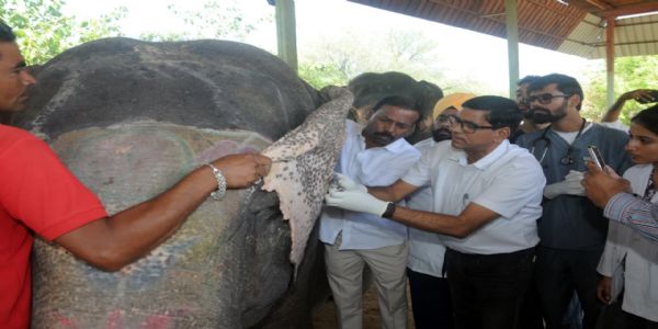 हाथी गांव में स्वास्थ्य शिविर में 54 हाथियों की जांच