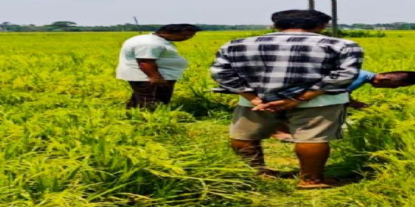 धान के खेत से नवजात शिशु का शव बरामद