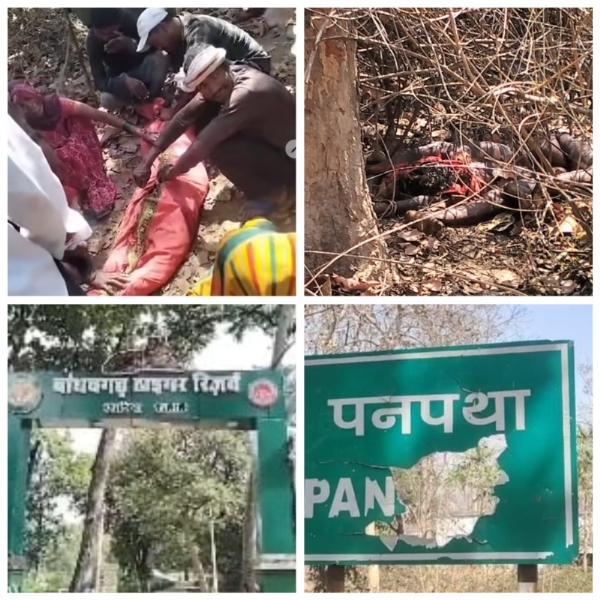 बाघ के हमले से महिला की मौत महुआ बीनने के दौरान हुई घटना