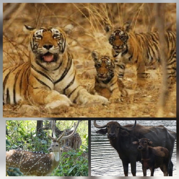 ईको-टूरिज्म से इंद्रावती टाइगर रिजर्व बीजापुर पर्यटकों से हाेगा गुलजार