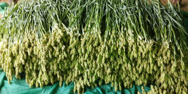 रजनीगंधा की खेती से बदली किसान संजय की तकदीर, सालाना छह लाख की हो रही कमाई