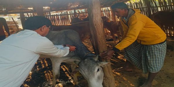 बस्तर जिले में खुरपका-मुंहपका रोग के खिलाफ 64 टीमें तैनात