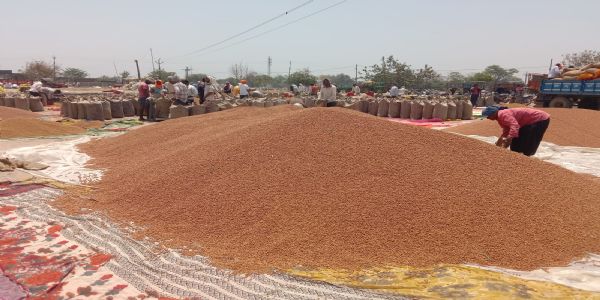 सर्वर ठप होने से चना खरीद प्रभावित, किसानों को झेलनी पड़ी परेशानी