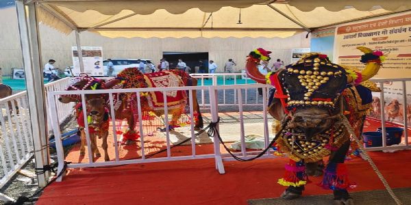 उन्नत कृषि महोत्सव 2026 में जाफराबादी भैंस बनी पशुपालकों, किसानों का मुख्य आकर्षण