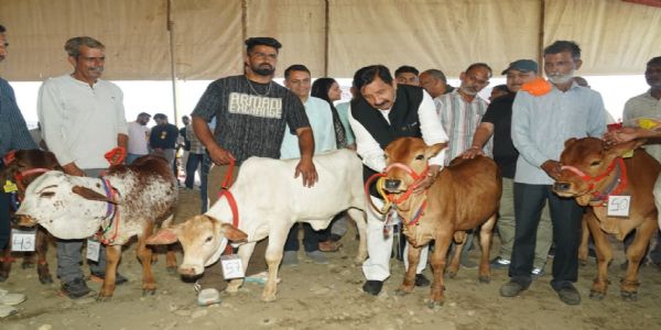 हरोली उत्सव में पशु मेला, कांगड़ के देसराज की गाय ने लूटी महफिल