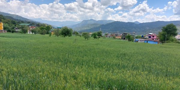 प्राकृतिक खेती को प्रोत्साहन से मंडी जिला में जुड़े 23 हजार से अधिक नए किसान